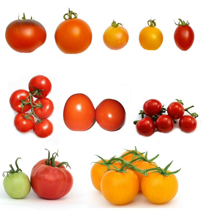 These are tomatoes. Томаты на грядке. Помидоры на грядке вектор. Помидоры на грядке на юге. Томат Свит Беверли.