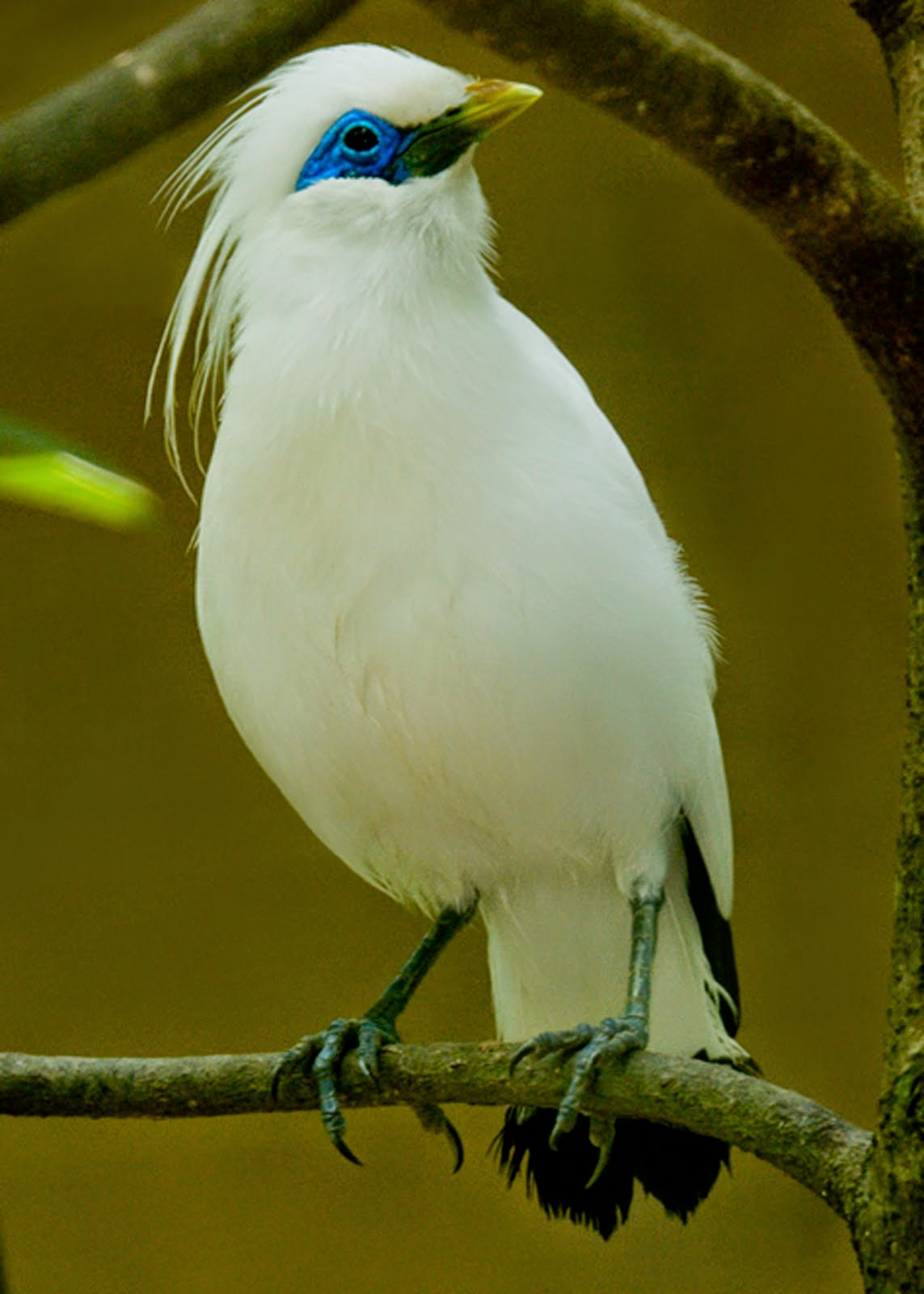 Gambar Cara Merawat Burung Jalak Bali