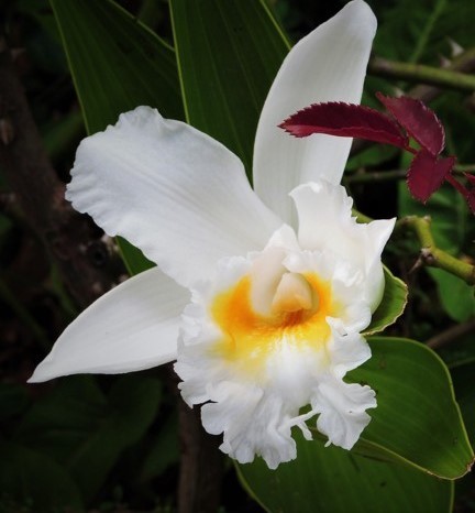 Flor bella bella flor blanca con amarillo centro amarillo