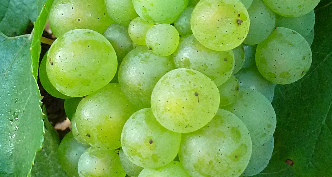 Living the life in SaintAignan Raisin blanc