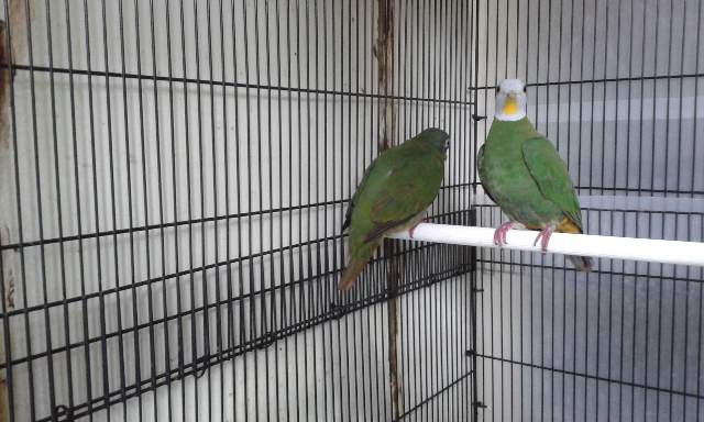 Ternak Ayam Hias 2016