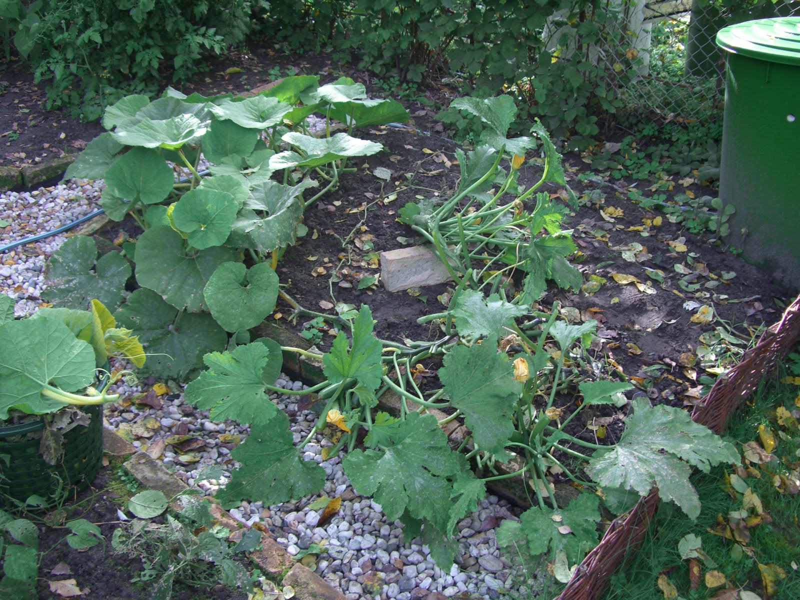 Großstadt Garten 2.0: Ergebnis Ernte "Kürbis"