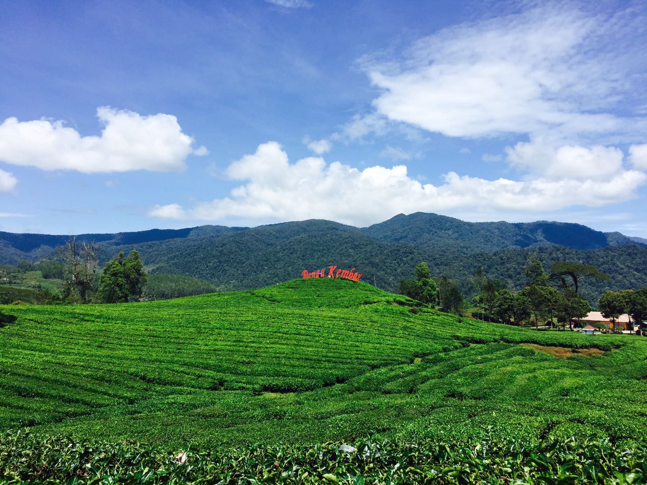 PESONA KEBUN TEH ALAHAN PANJANG