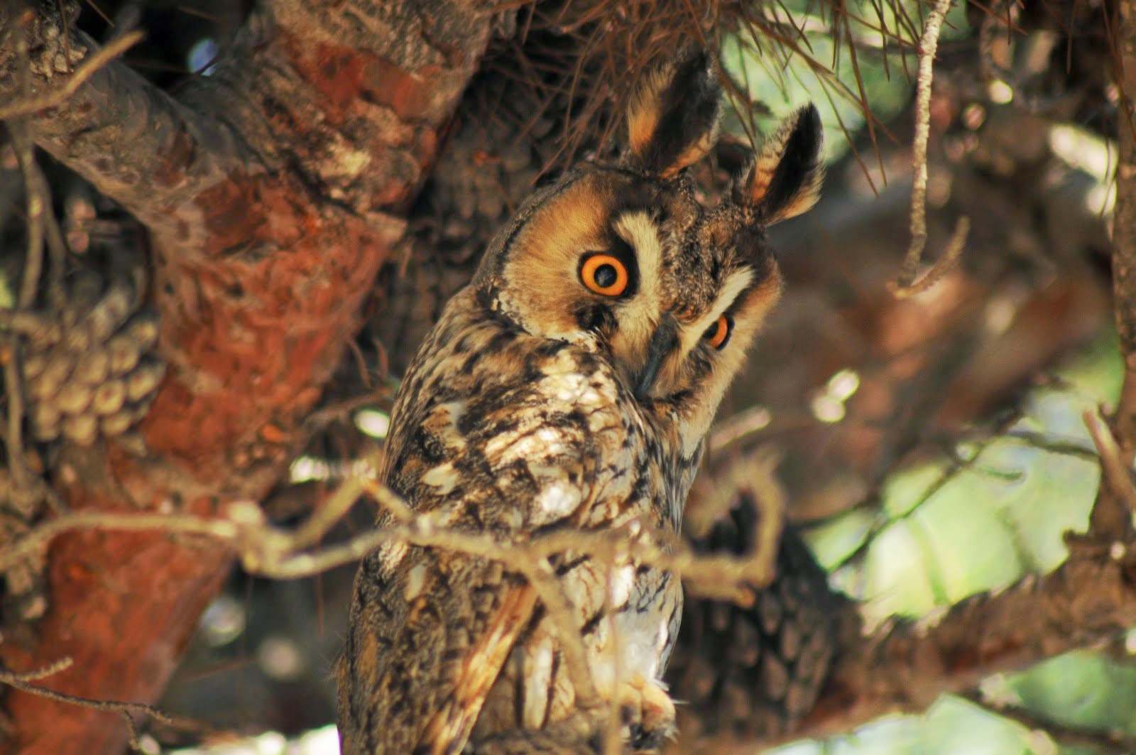 Búho chico (Asio otus)