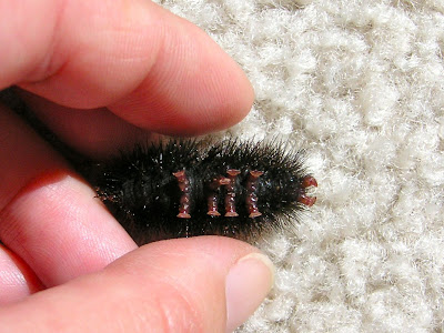 √画像をダウンロード Identification Black And Orange Fuzzy Caterpillar
249551