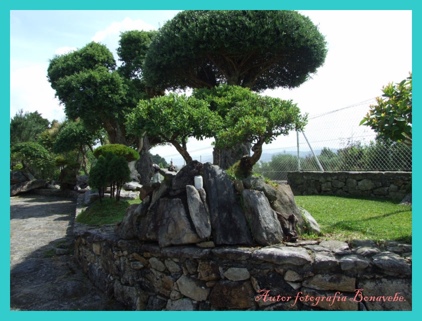 Divagando desde Vigo a mi entender.: Los pequeños árboles en laja y