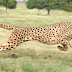 Ini Dia 13 Fakta Tentang Hewan Cheetah, Hewan Pelari Tercepat di Dunia