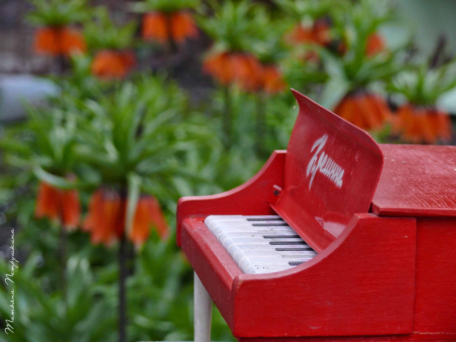 Рояль в кустах значение. Рояль в кустах значение. Рояль в кустах значение. Рояль в кустах. Рояль из кустов.