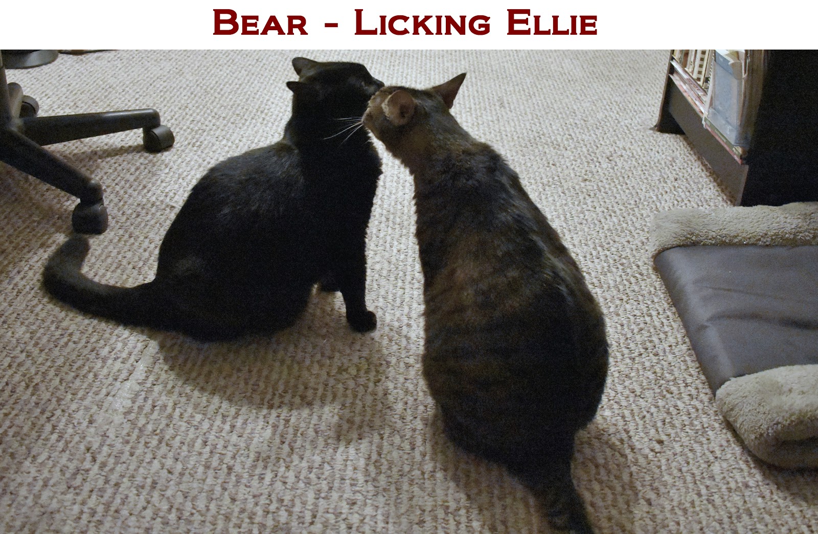 Do cats need human interaction or are they completely fine on their own