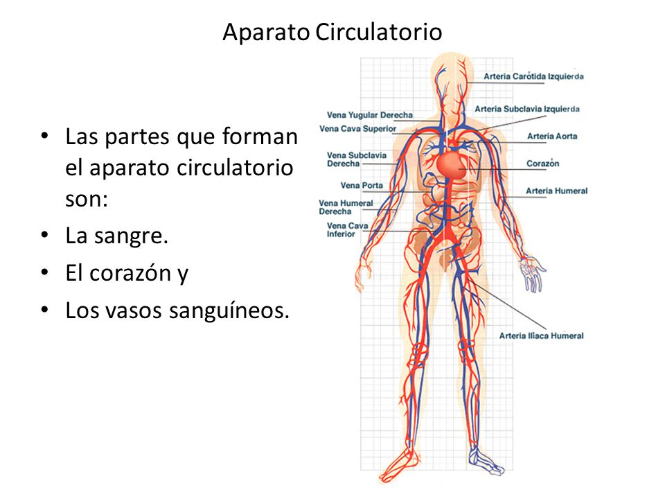 sistema circulatorio