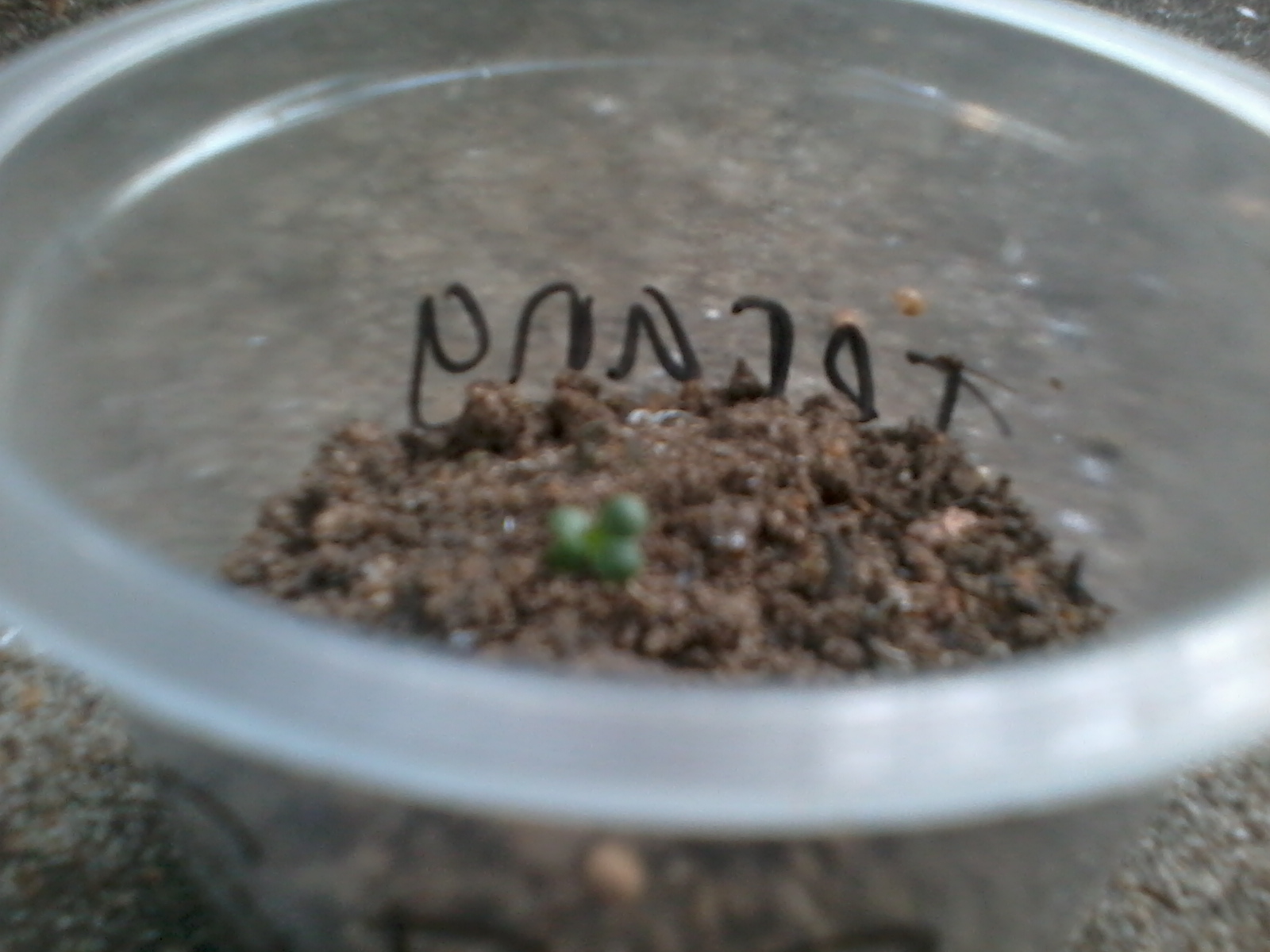 I Find Peace in The Rain Pengaruh Intensitas Cahaya