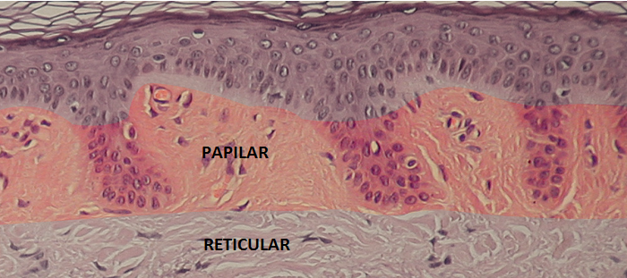 MORFOFISIOLOGIA I: PIEL
