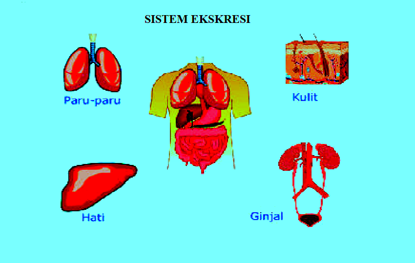 Sistem Ekskresi Pada Manusia