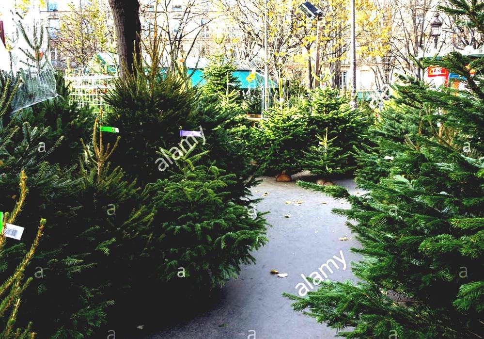 Christmas Tree Production Christmas Tree Market