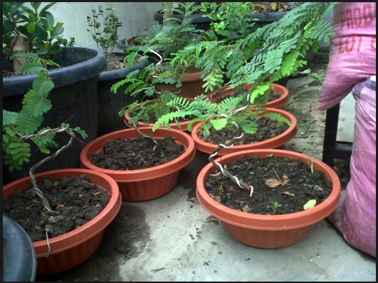 Tips Bagaimana Cara Membuat Bonsai Pohon Asem Yang Paling Mudah