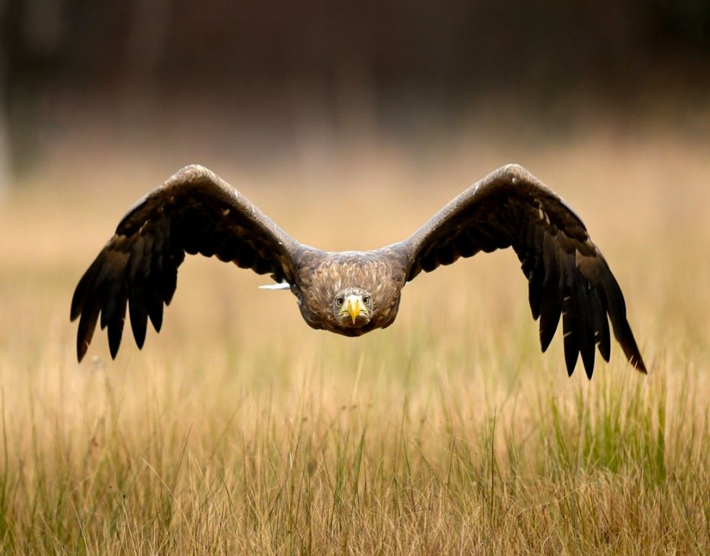 Wallpapers Quality Eagle Desktop Wallpapers Collection