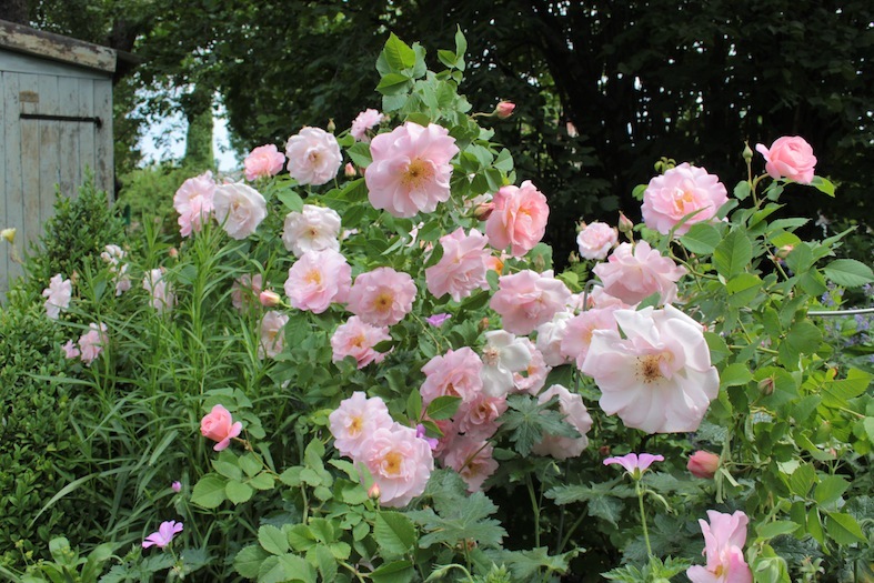 Gartenglück im Wandelgarten Der schöne Fritz und seine prächtige