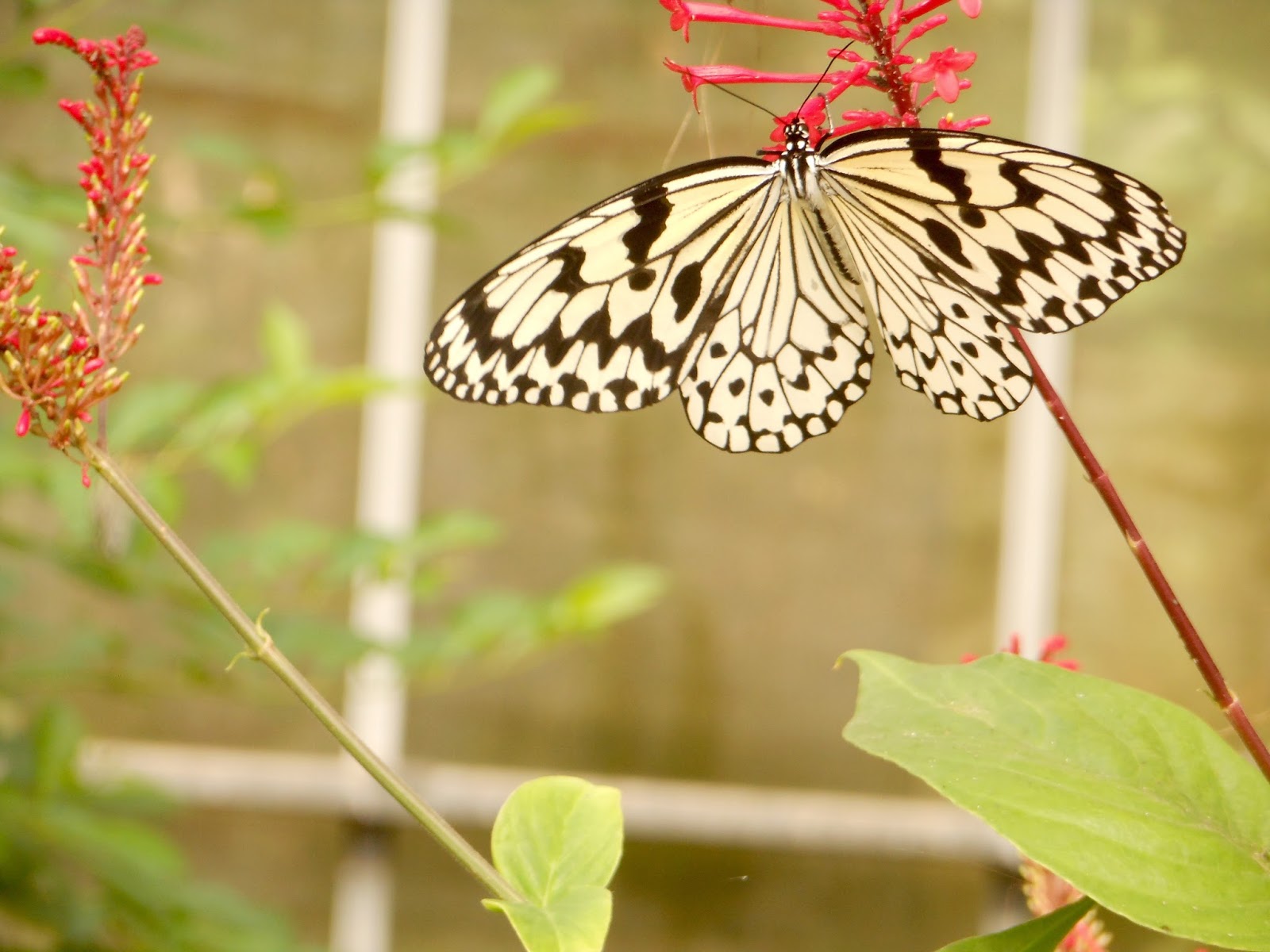 Hokkaido Kudasai Peace Park Butterfly Garden, Okinawa
