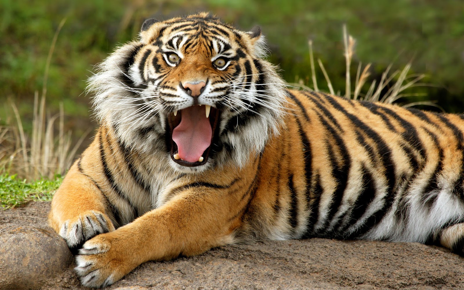 Bengal Tigers Hd Wallpapers Zone Wallpaper Backgrounds