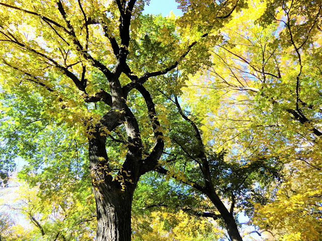 New-York central park arbre à l'automne