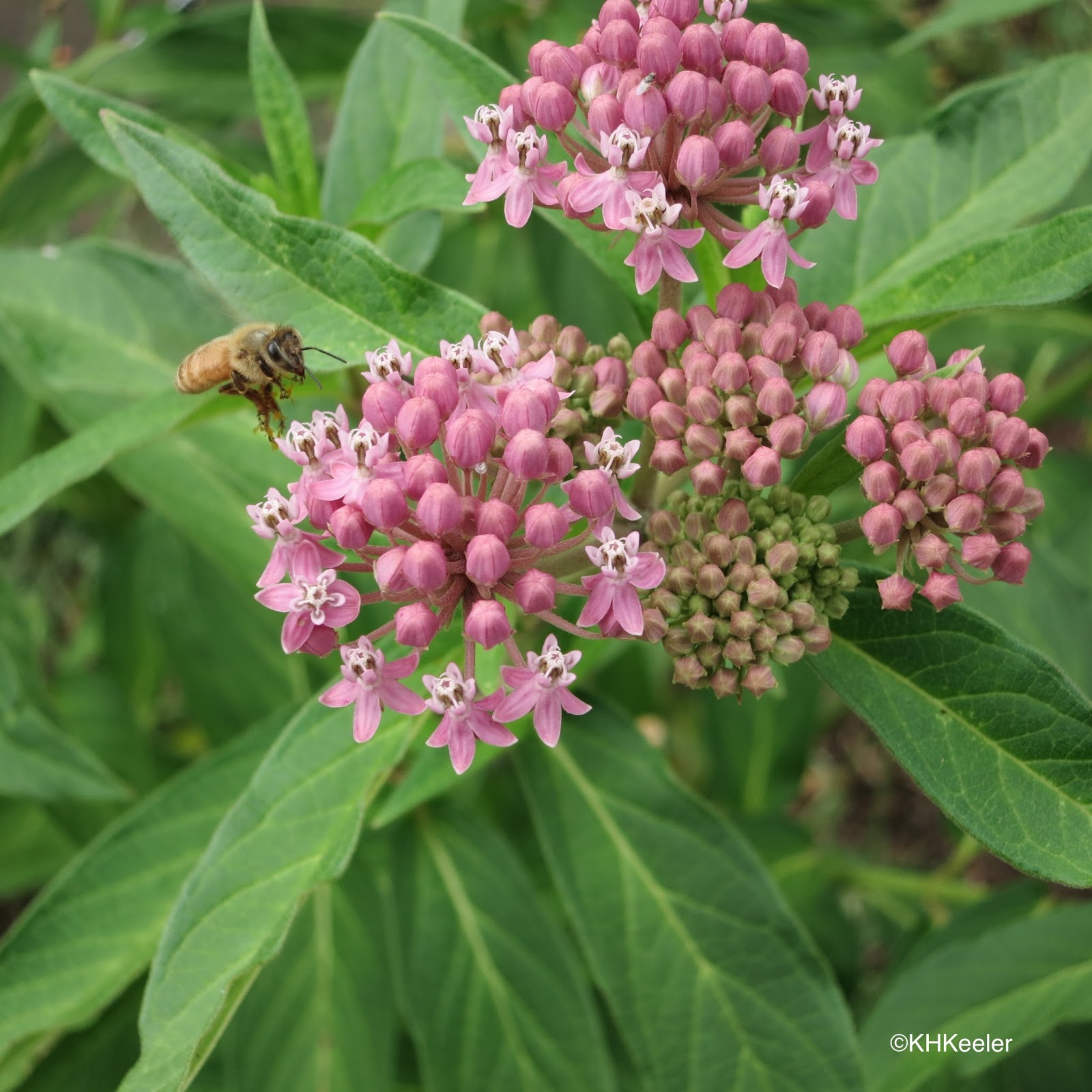 A Wandering Botanist: Milkweeds, Monarch Butterflies and Colorado