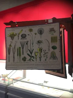 ピサ植物園の植物博物館の掛図