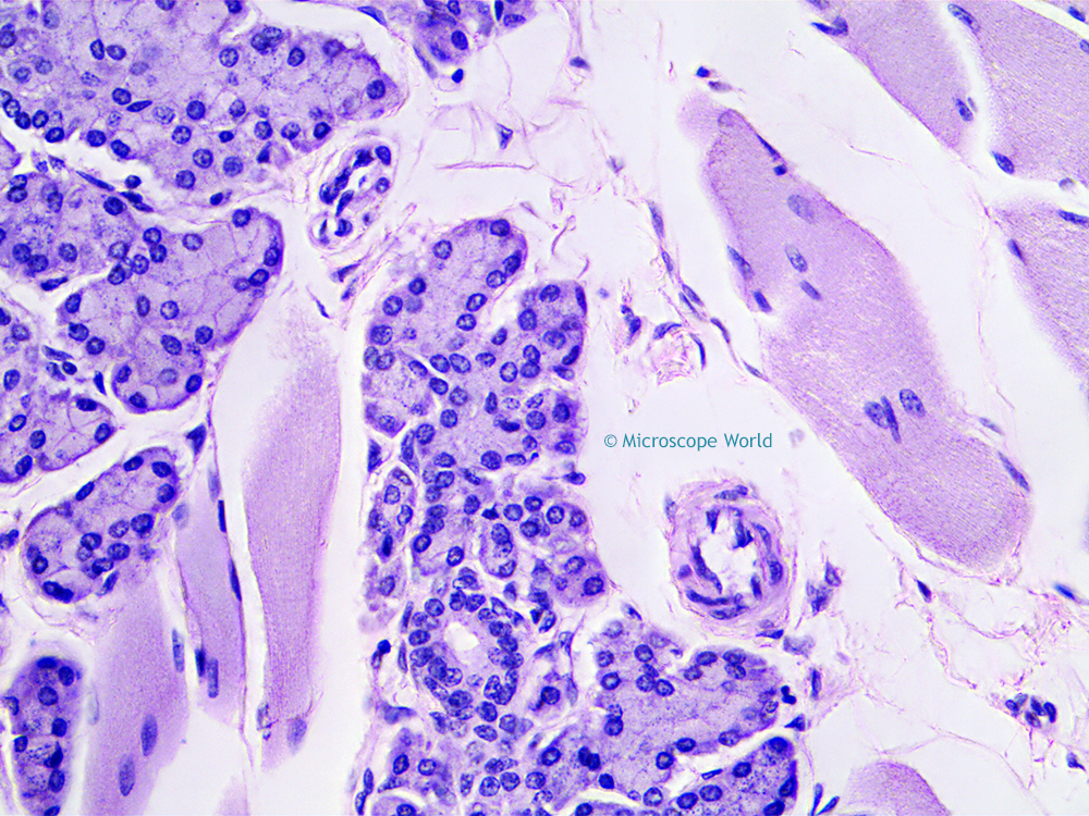 Microscope World Blog Tongue Taste Buds under the Microscope