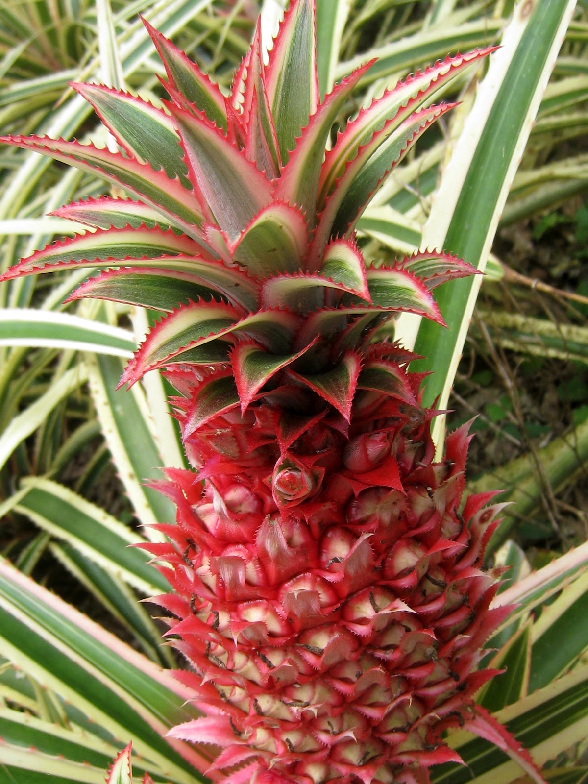 Mi Vida en Costa Rica Las Cruces, the Rainforest, and Red Pineapples