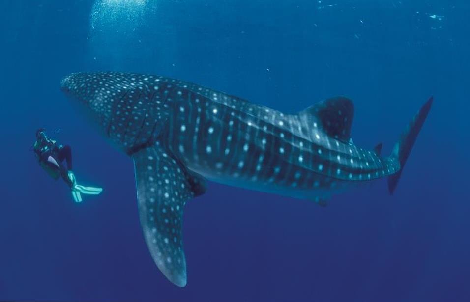 DE FILIPPIJNEN, HET VERGETEN EDEN - DICHTBIJ & VER WEG