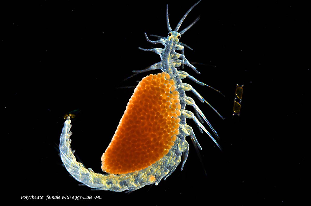 Планктон крипта