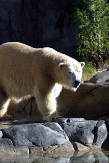 iphone  background wallpaper