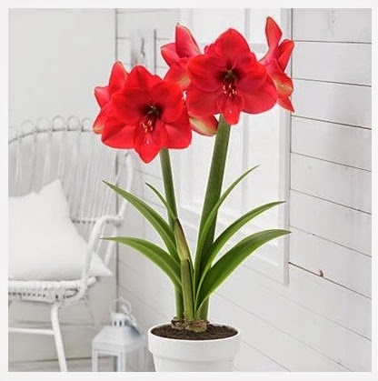 http://www.americanmeadows.com/flower-bulbs/amaryllis-flower-bulbs/lagoon-amaryllis-bulb