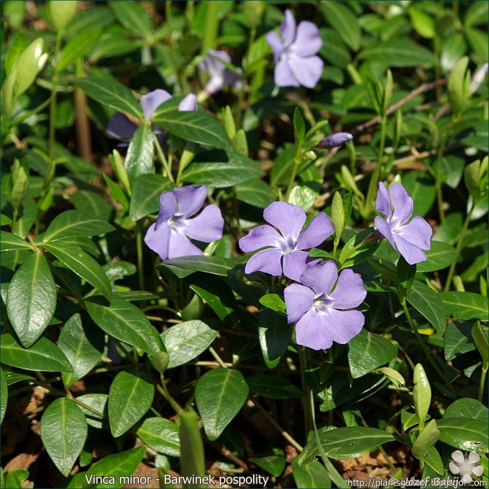 Vinca minor - Barwinek pospolity