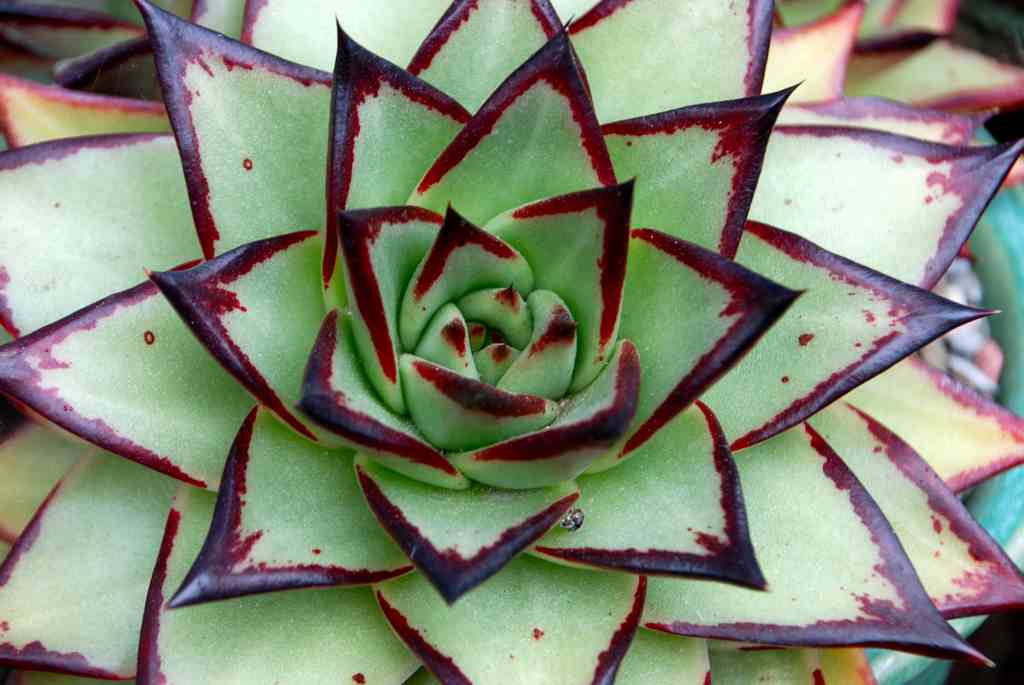 PlantWerkz Crested Molded Wax Agave Echeveria Agavoides