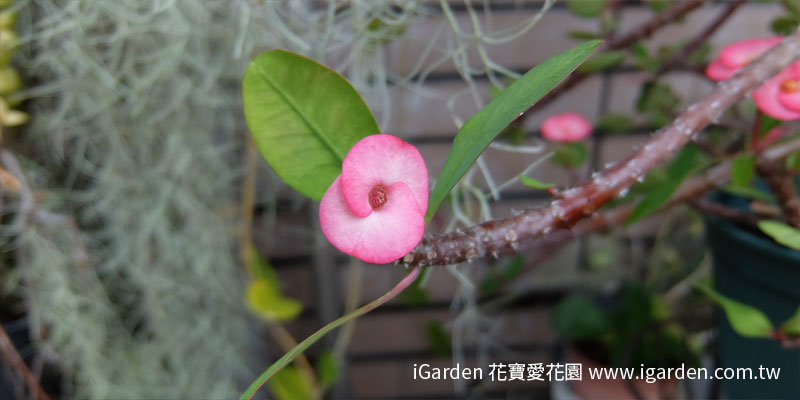 第746回花謎擂台 | iGarden花寶愛花園