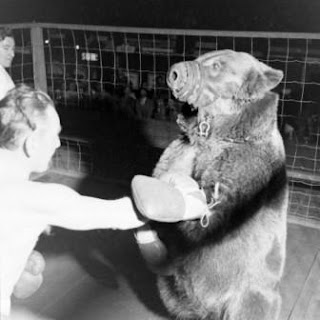 Pertandingan Tinju Manusia VS Beruang