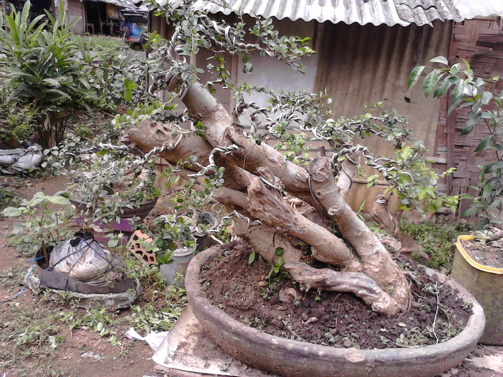 Bonsai Progression CARA MENANAM SERUT