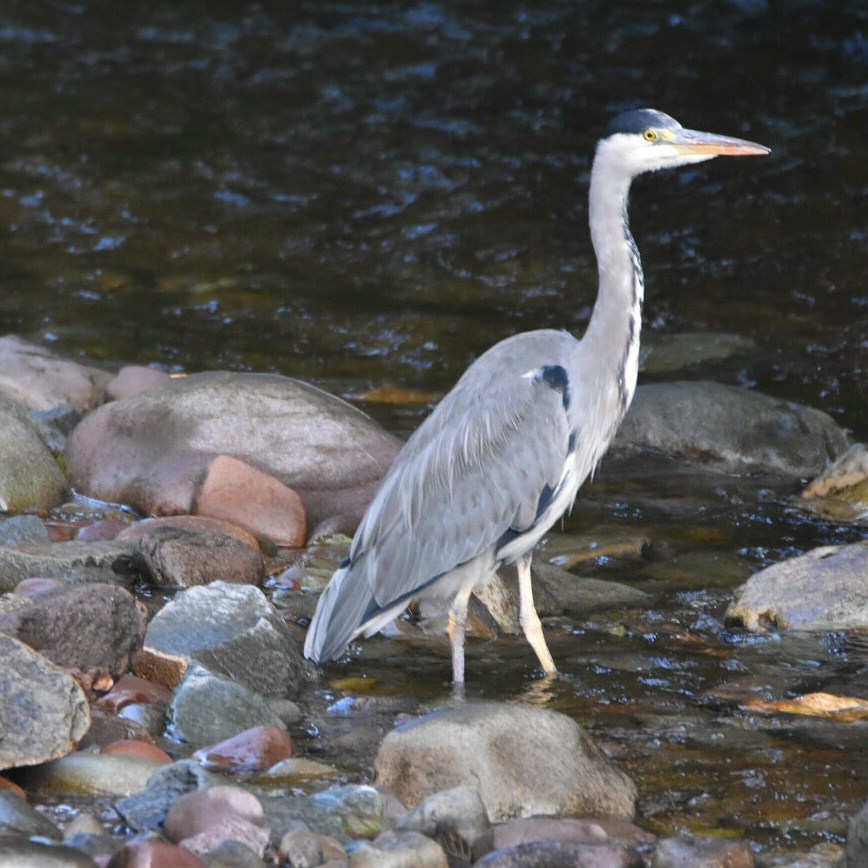 Listowel Connection Bodhráns, Basketball and Irish Dancing