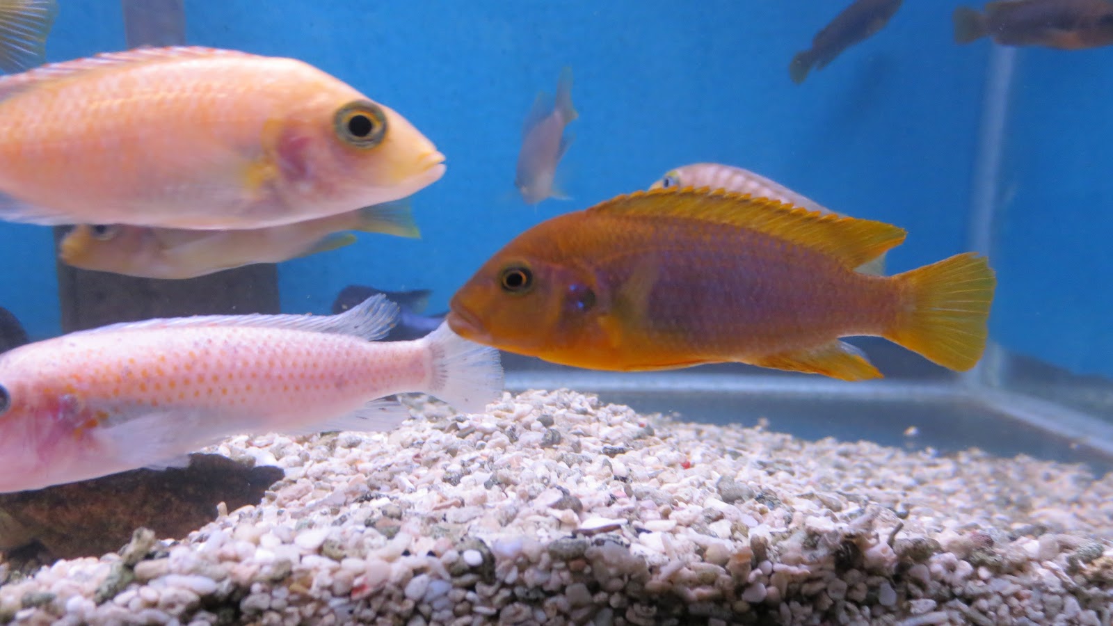 mal/tang fish: Iodotropheus sprengerae - Rusty Cichlid, 11-28-12