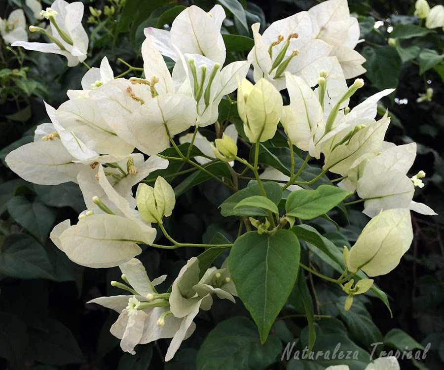 Brácteas blancas de una Buganvilla o Flor de Papel, género Bougainvillea