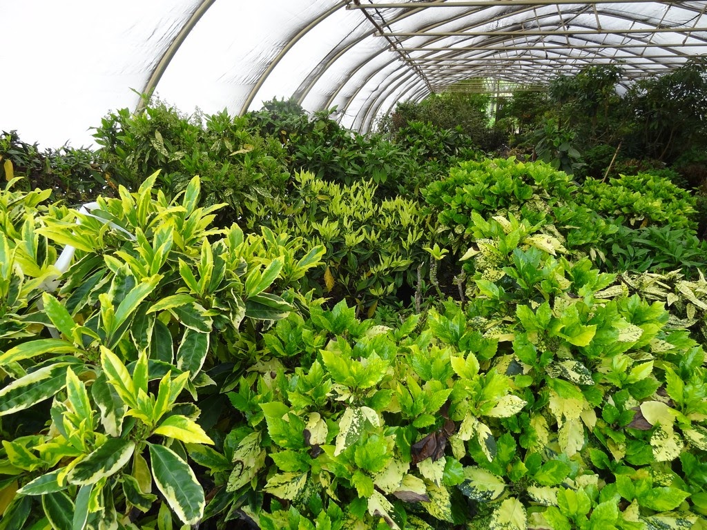 Niemeyer Landscaping Shibori Spirea