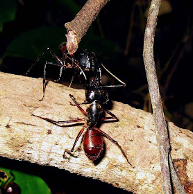 Major workers of Camponotus gigas sparring over territory