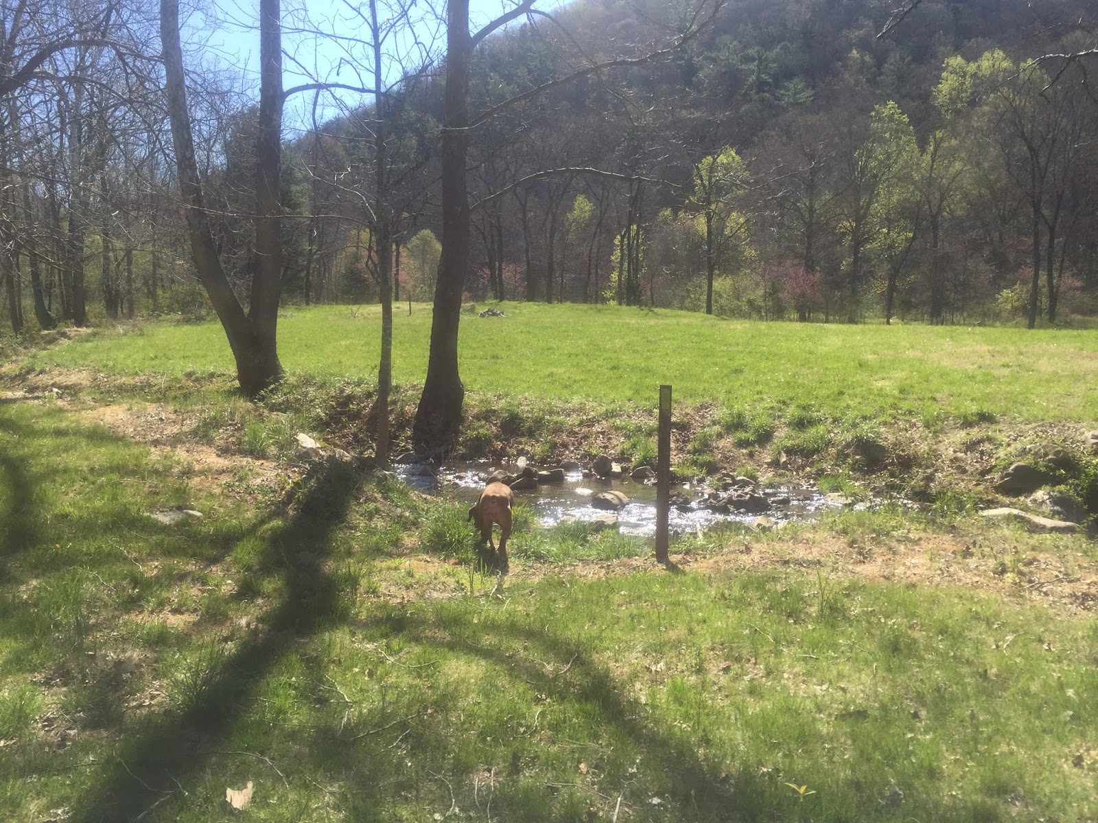 Wandering Virginia Sprouts Run/Wilson Mountain Loop Jefferson