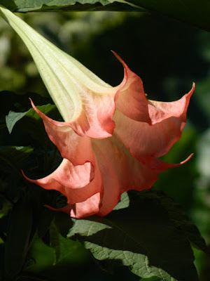 Pink Brugmansia flower at the Toronto Botanical Garden by garden muses-not another Toronto gardening blog