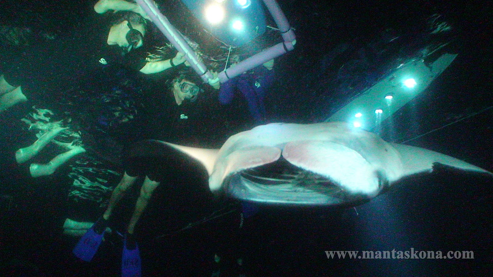 Snorkeling with manta rays kona