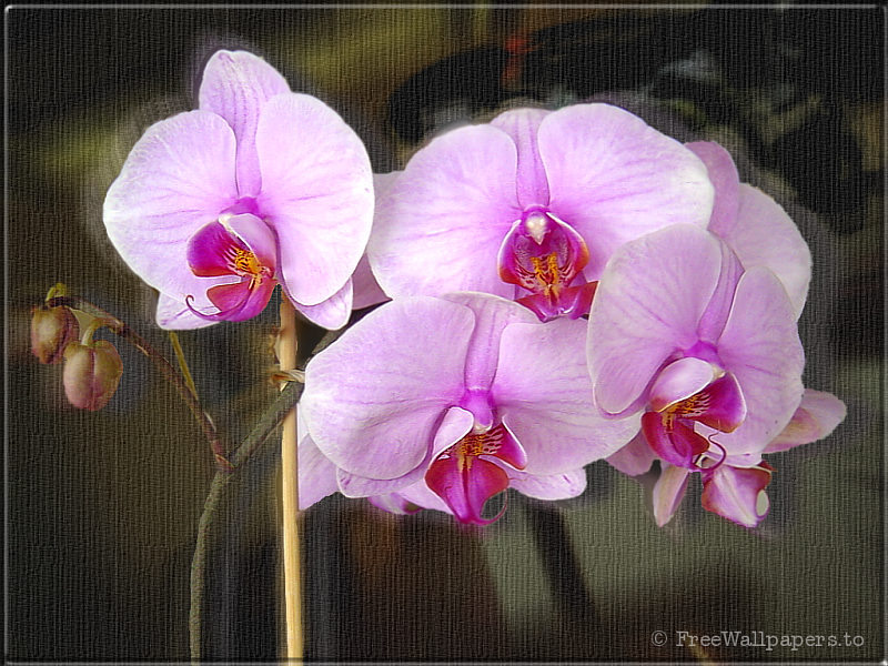 New Pink Orchid Wallpaper - Nature Wallpaper