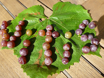 Vitis Spelled with Concord Grapes