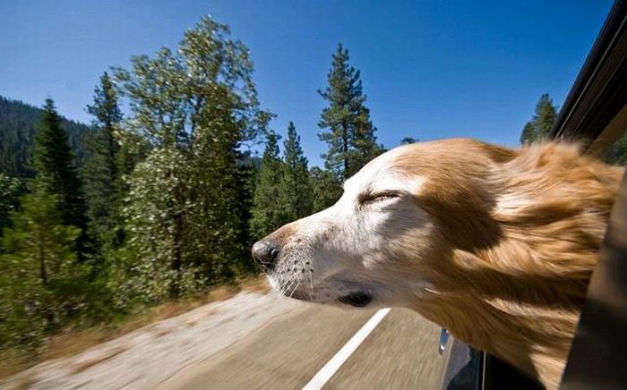 http://3.bp.blogspot.com/-0r6JdHkoTLU/TZ_46X9IiaI/AAAAAAACDxE/y6VA4JFYPiw/s1600/funny_dog_faces_44.jpg