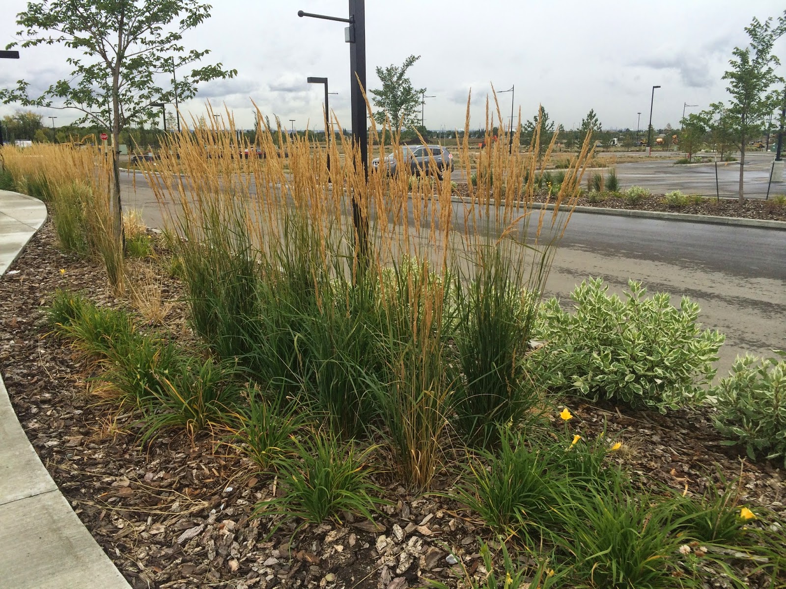 LIVING THE GARDENING LIFE This Grass is So Popular, it's Sold Out