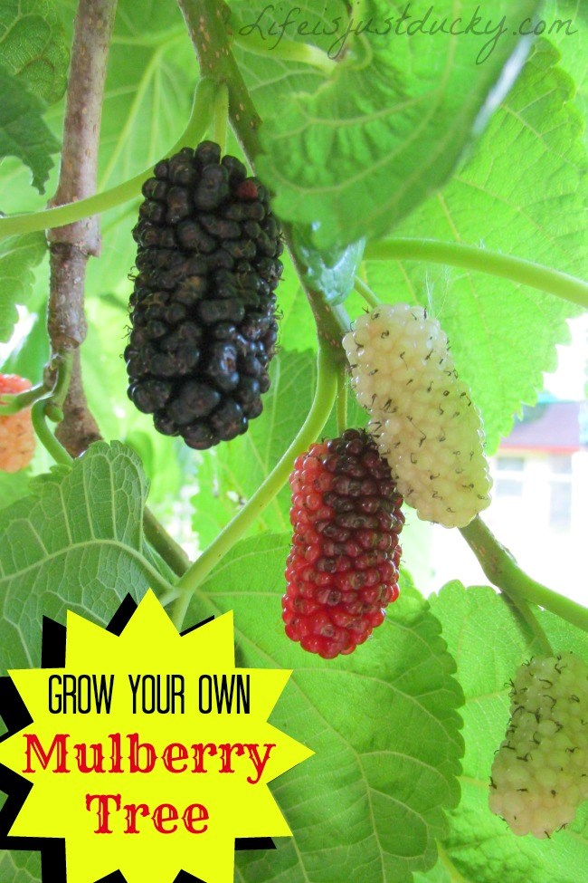 Helpful Tips How to Grow White and Black Mulberry, Benefits of